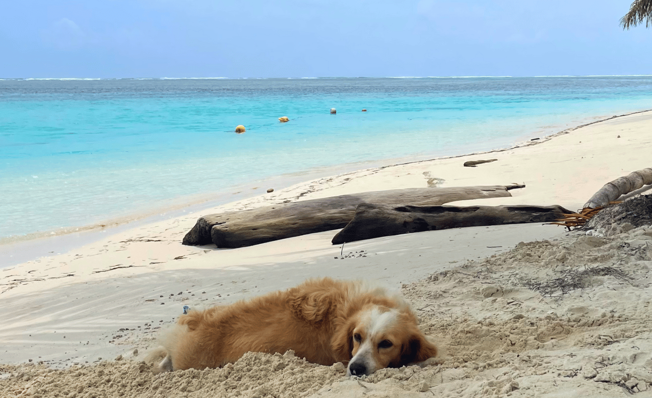White sand beach on Chichime Island in the San Blas Islands, Panama – a stunning tropical destination offered on San Blas Tours from Panama City